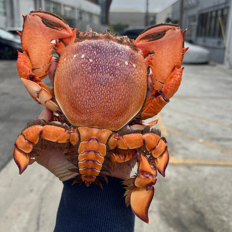 Kona Crabs - Kauai