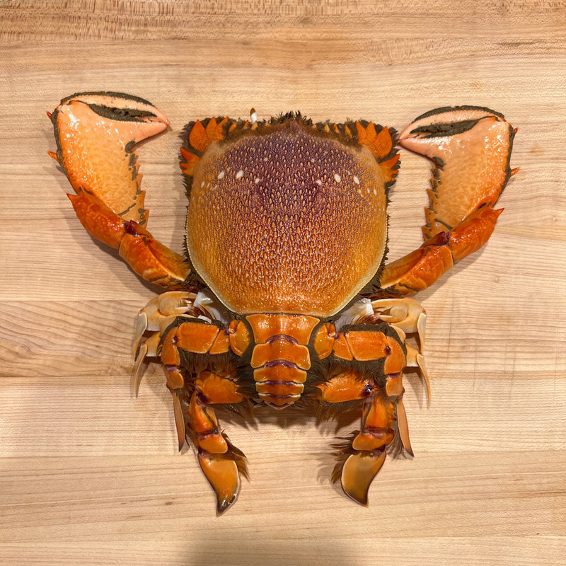 Kona Crabs - Kauai