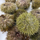 Live Maine Bafun Uni - Order Uni Online | E-Fish.com