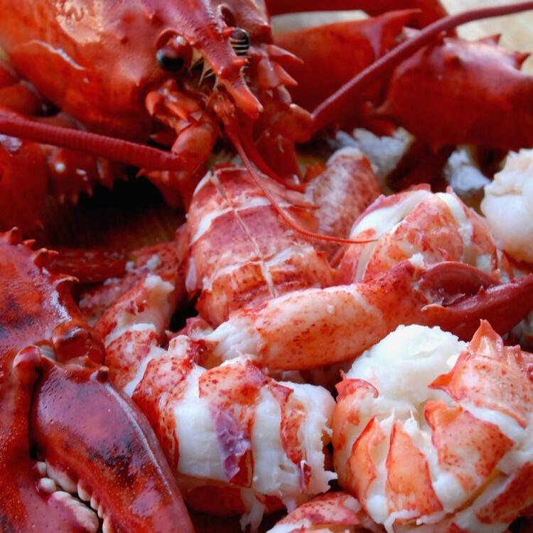 Fresh Cooked Lobster Meat - NYE Pre-Order