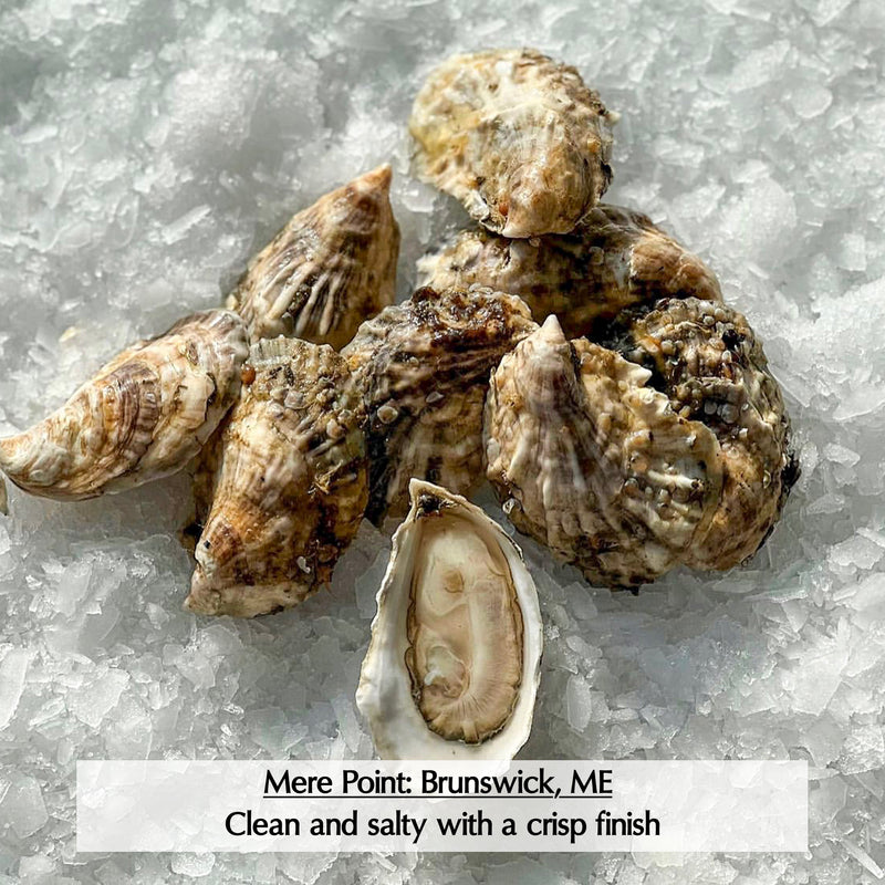 Maine Oysters