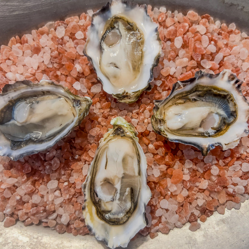 Washington Oysters