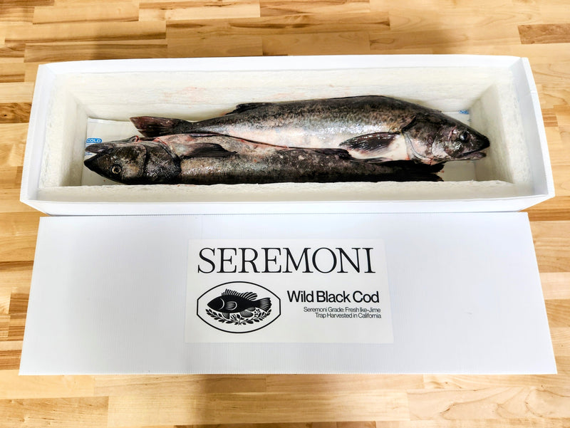 Seremoni Ikejime Black Cod - SoCal