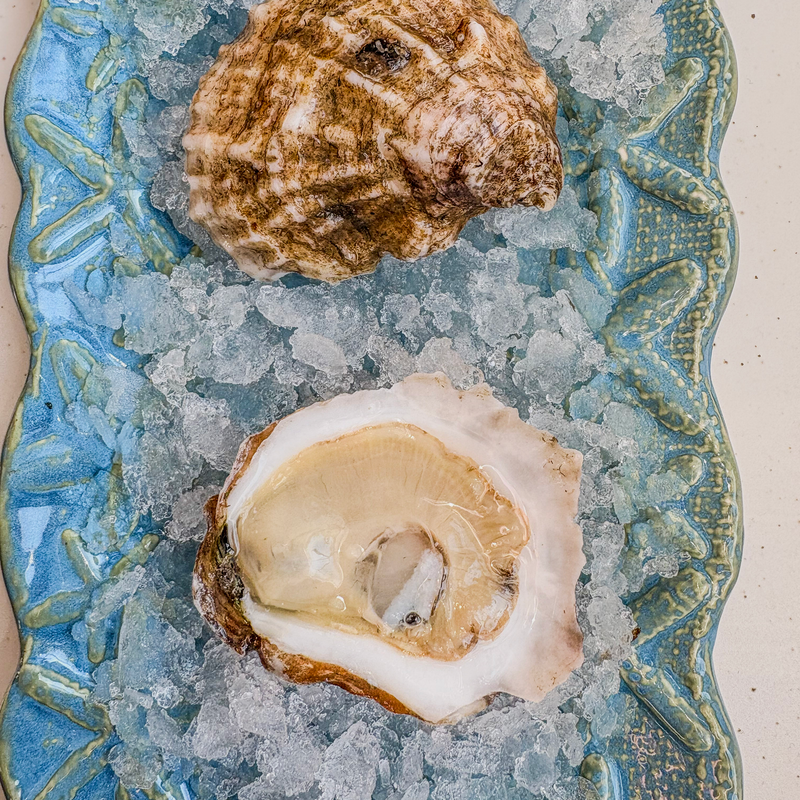 Rhode Island Oysters