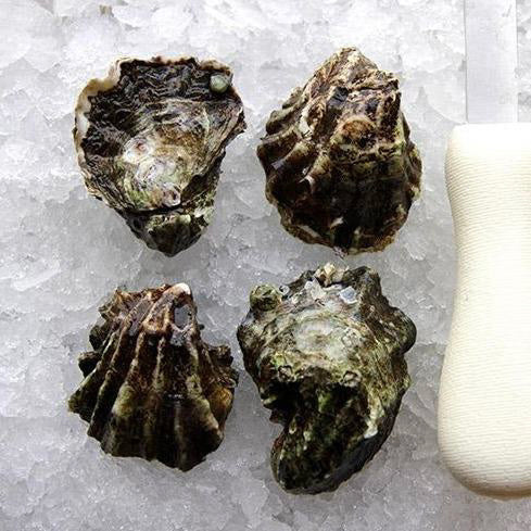 Pacific Oysters