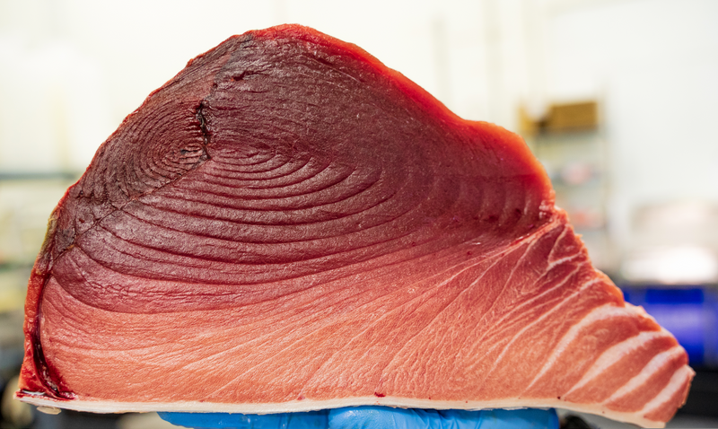 Bluefin Tuna - Southern California