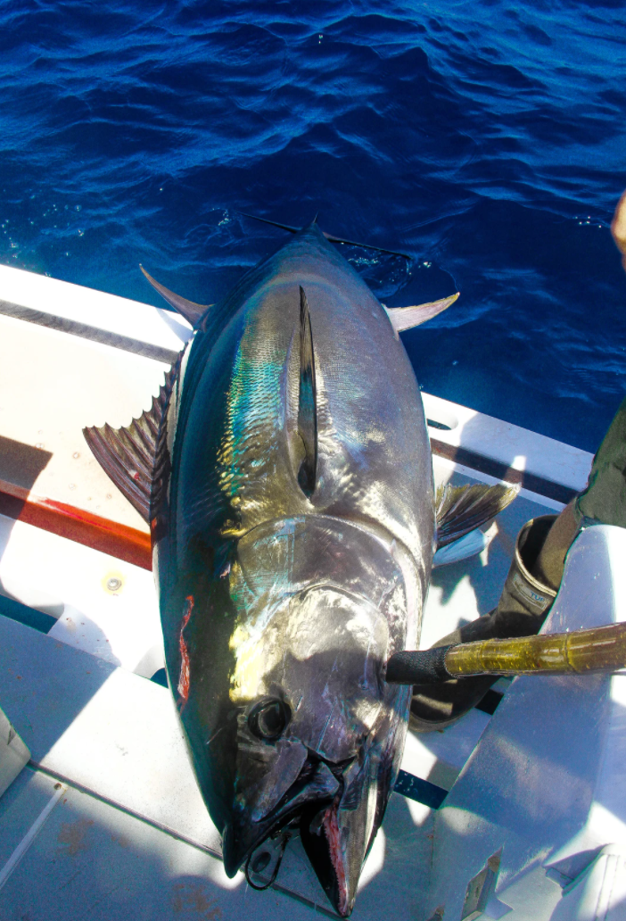 Bluefin Tuna - Southern California